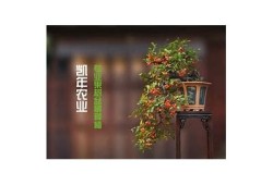 糖心探花视频全集在线观看，精彩剧情与浪漫爱情不容错过