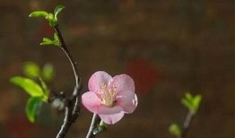 糖心福宝：甜蜜人生的幸福冒险小说在线阅读