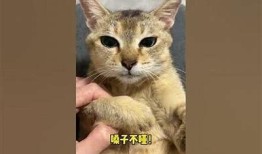 糖心小狐狸完整版高清视频在线观看，甜蜜可爱的小狐狸冒险故事等你来享！