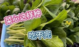 菜鸟糖心：青春萌动中的爱情与成长