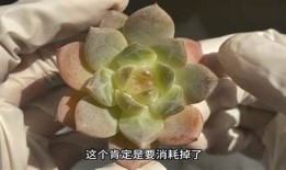 糖心视频精选：免费高清在线观看，畅享精彩内容