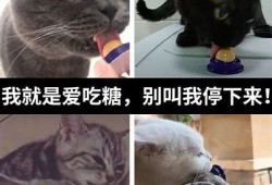 在线糖心柚子猫：宠物猫咪的甜蜜生活与护理指南