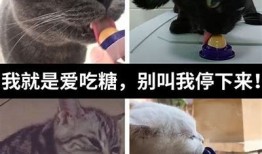在线糖心柚子猫：宠物猫咪的甜蜜生活与护理指南