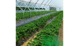 糖心在线一区：探索国产甜品的美味世界