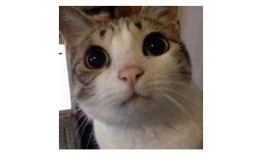 糖心柚子猫视频全集：萌宠互动精彩瞬间，不容错过的可爱内容