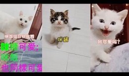糖心驯鹿视频分享：温馨可爱的小鹿故事与精彩片段