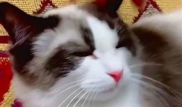 糖心小猫国语版在线观看，甜蜜治愈的小猫故事尽在此处！
