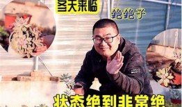 绝配苏心糖全集在线观看，甜蜜爱情故事尽在其中！