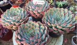 多肉植物国产天鹅绒是否会出现糖心方向？揭秘真相！