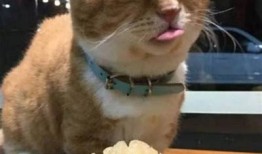 “糖心柚子猫Vlog：萌宠日常生活精彩剪辑合集”