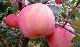 糖心苹果促销策略研究：提升销量的有效方法与市场推广技巧