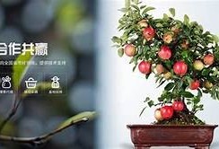 糖心在线：广泛解析美国法律知识与实务指南