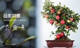 糖心家族全集在线免费观，陪你一起欢笑与感动