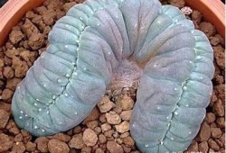 多肉植物国产天鹅绒会出糖心吗？详细解析与养护技巧分享