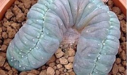 多肉植物国产天鹅绒会出糖心吗？详细解析与养护技巧分享