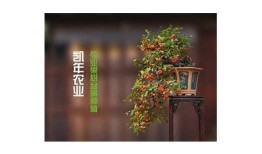 糖心Vlig视频：甜蜜生活与精彩瞬间的分享