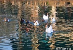 国产天鹅绒多肉是否会出糖心？详解其生长特性与护理要点