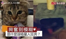 猫先生糖心Vlog：探索奇妙的猫咪日常与甜蜜生活