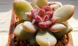 国产糖心多乙在线观看：高清完整版免费在线观看与剧情解析