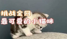 可爱猫宝宝糖心在线，带你探索萌宠世界的快乐与魅力！