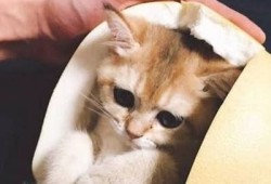 糖心Vlog：探索柚子猫的可爱日常与温馨瞬间
