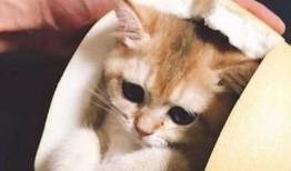 糖心Vlog：探索柚子猫的可爱日常与温馨瞬间