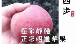 国产糖心苹果的营养价值与健康益处完整解析