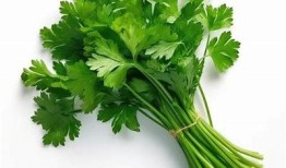 桥本香菜糖心完整版在线观看