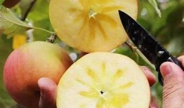 冰心糖心苹果直播在线观看：畅享甜蜜直播时光