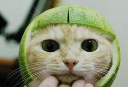 猫先生糖心vlog：探索猫咪生活的甜蜜瞬间与趣味日常