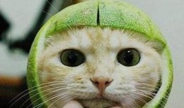 猫先生糖心vlog：探索猫咪生活的甜蜜瞬间与趣味日常