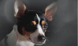 糖心恶犬免费在线观看，高清完整版剧情介绍与影评解析