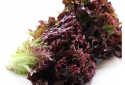 福利糖心在线观看：高清正版免费观看，剧情精彩不容错过！