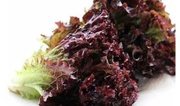 糖心视频：轻松享受精彩在线视频，带你畅游趣味世界