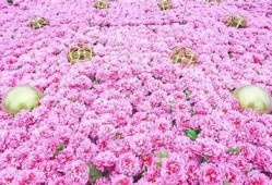 软心草莓糖：甜蜜恋爱故事尽在此书在线阅读