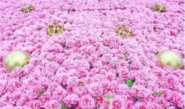 软心草莓糖：甜蜜恋爱故事尽在此书在线阅读