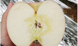 探索国产糖心苹果的营养价值与种植优势研究