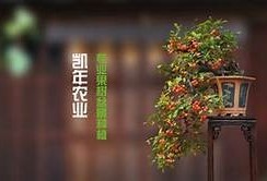 糖心Vlog：探索小巨在线的精彩世界与特有魅力