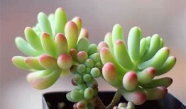 多乙糖心在线观看：一场甜蜜与梦想交织的青春故事