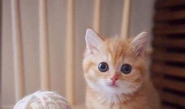 糖心橘猫：温馨甜蜜的猫咪日常在线阅读小说