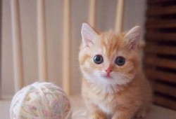 糖心橘子猫在线：可爱猫咪日常与养护小贴士