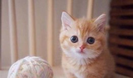 糖心橘子猫在线：可爱猫咪日常与养护小贴士