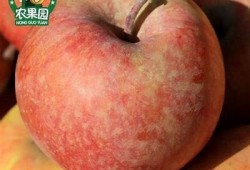 桔子糖心：一段甜蜜而复杂的爱情故事在线阅读
