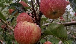 糖心苹果版在线下载 | 最新版本免费下载与安装指南