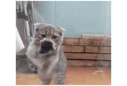 糖心Vlog：小猫探险，生物老师带你了解猫咪的奇妙世界