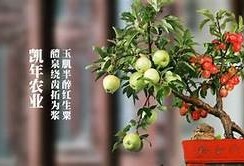 糖心蔡鱼子视频完整版分享，畅享美味与视觉盛宴