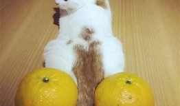糖心Vlog：免费版柚子猫视频，快乐生活分享