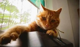 柚子猫糖心Vlog：分享国产美食与生活乐趣的日常记录