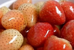草莓视频在线下载糖心教程：快速获取最新资源的方法