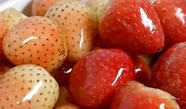 草莓视频在线下载糖心教程：快速获取最新资源的方法